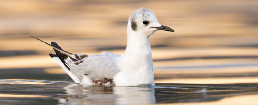 ../petit-canard/petit-canard-117.jpg